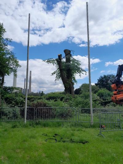 Eine Maschine arbeitet daran, einen großen Baum zurück zu schneiden.